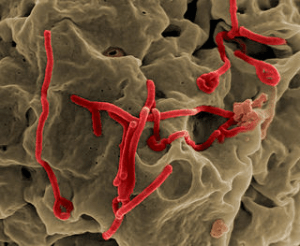 Ebola